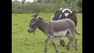 accouplement cheval vache|accouplement cheval rushe.